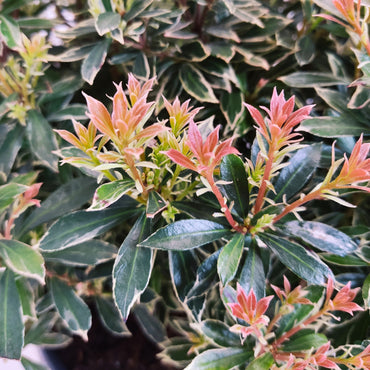 vista ampliada das folhas da planta de exterior jardim ou varanda pieris japonica folha pequena variegada e folhas jovens em tons de vermelho