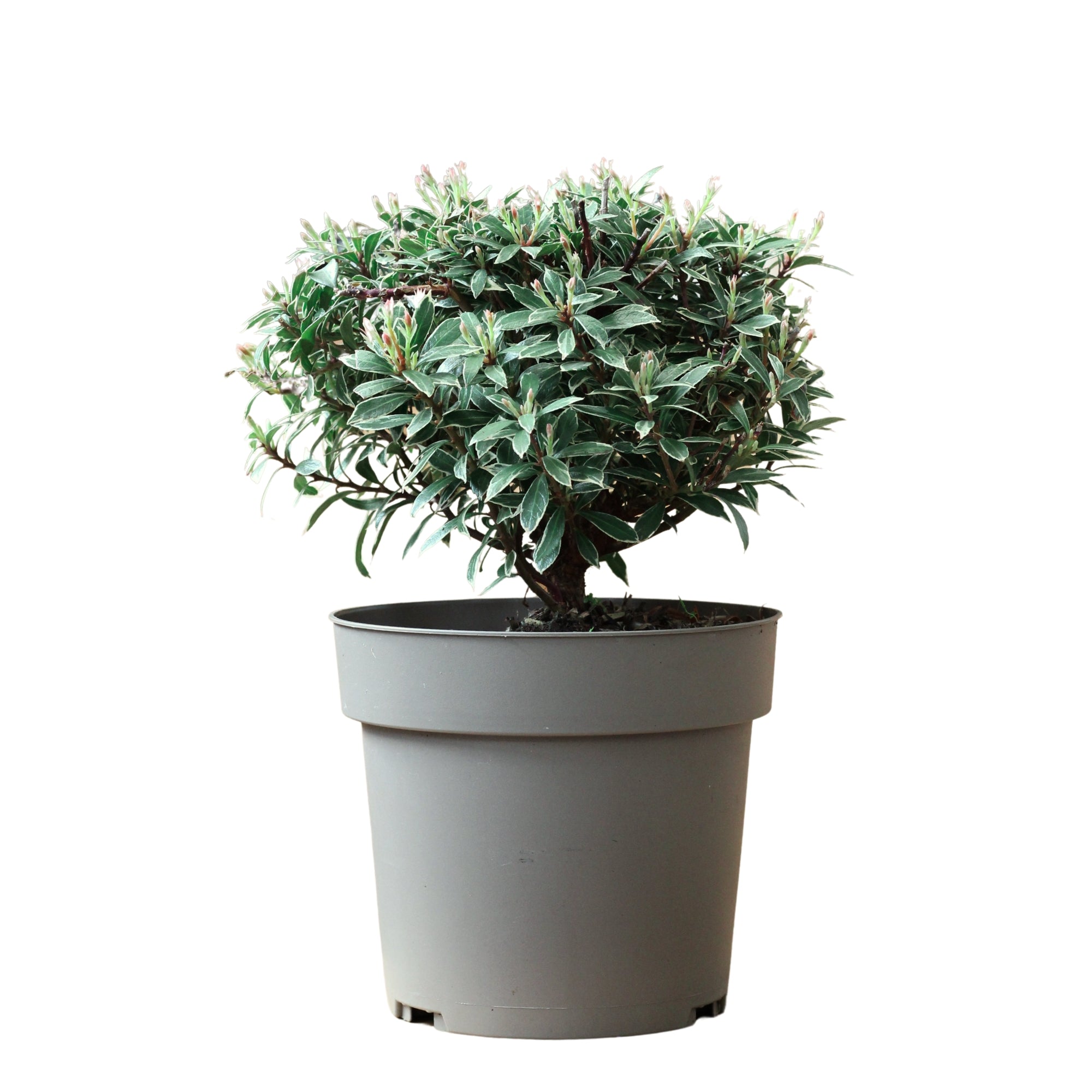 Pieris Japonica