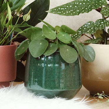 Planta China del Dinero Con Maceta Maia