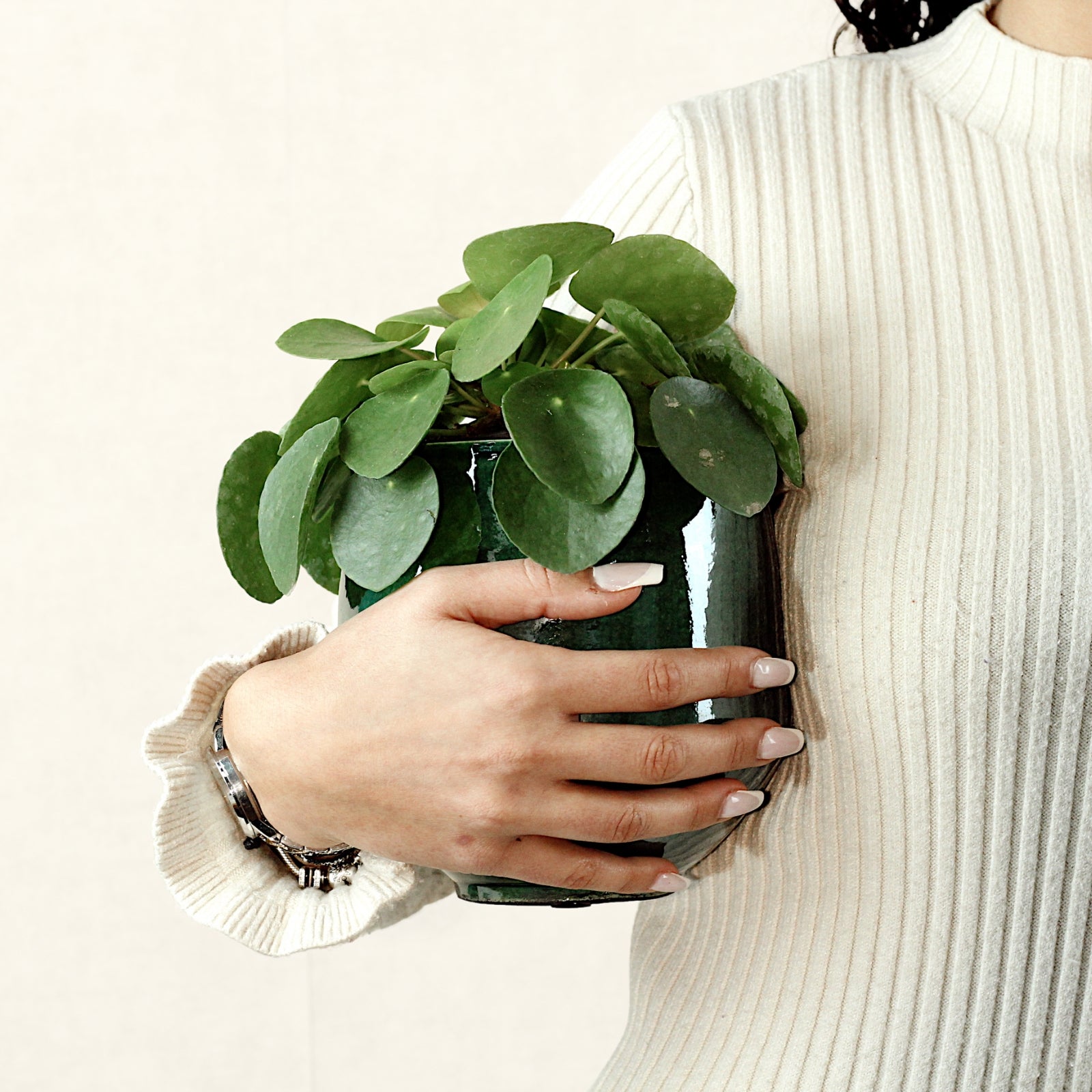 Planta China del Dinero Con Maceta Maia