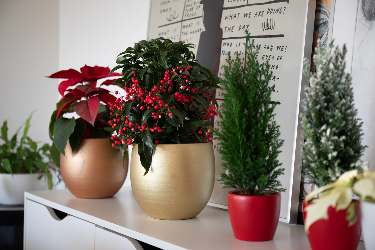 planta de exterior árvore arbusto natal ardisia crenata com folhas verdes suaves e bagas vermelhas em vaso de cerâmica hera ouro rodeada por motivos natalícios e poinsettia em vaso hera bronze