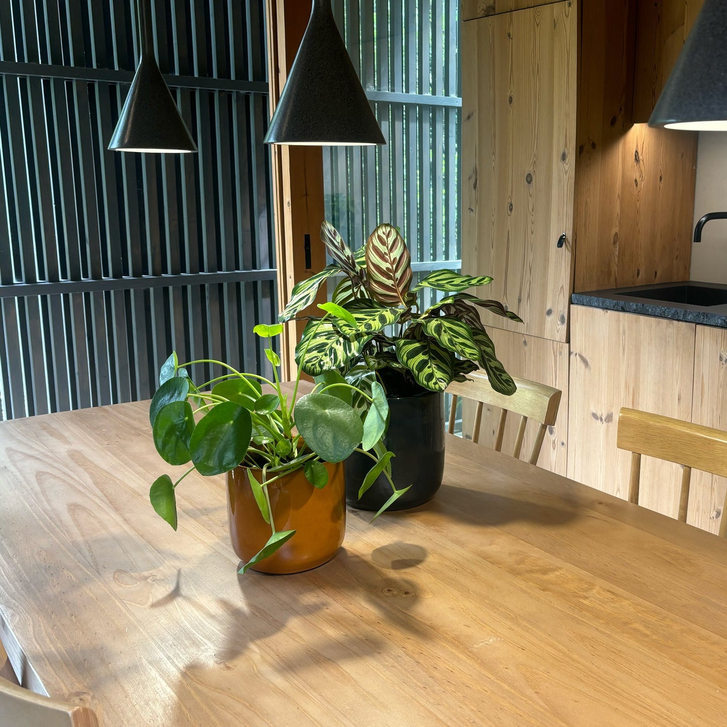 plantas de interior em ambiente de cozinha moderna em madeira clara pilea peperomioides em vaso jupiter da artevasi e calathea makoyana em vaso jupiter em cima da mesa e philodendron brasil em taça urania branca da artevasi na banca da cozinha