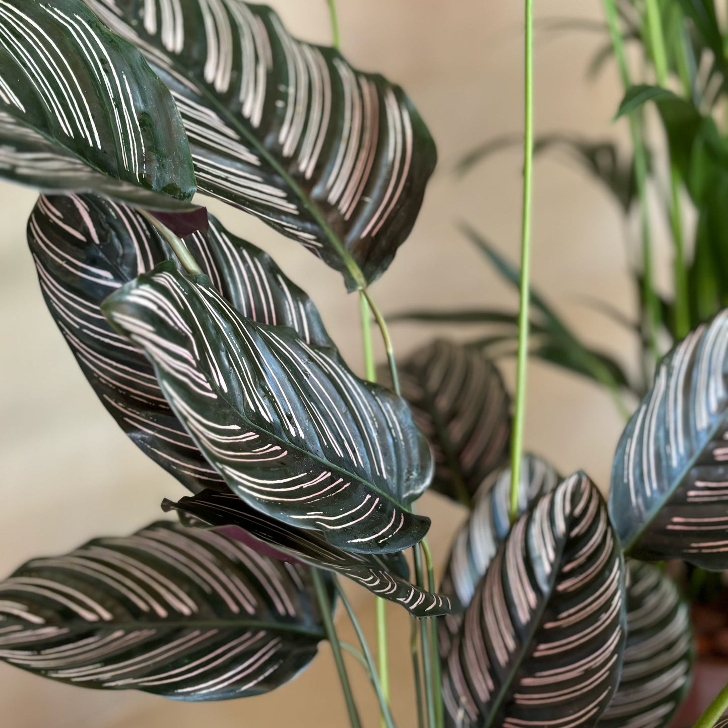 detalhe de folhas e caules planta de interior calathea sanderiana com folhas alongadas em verde escuros com riscas horizontais em tons de rosa
