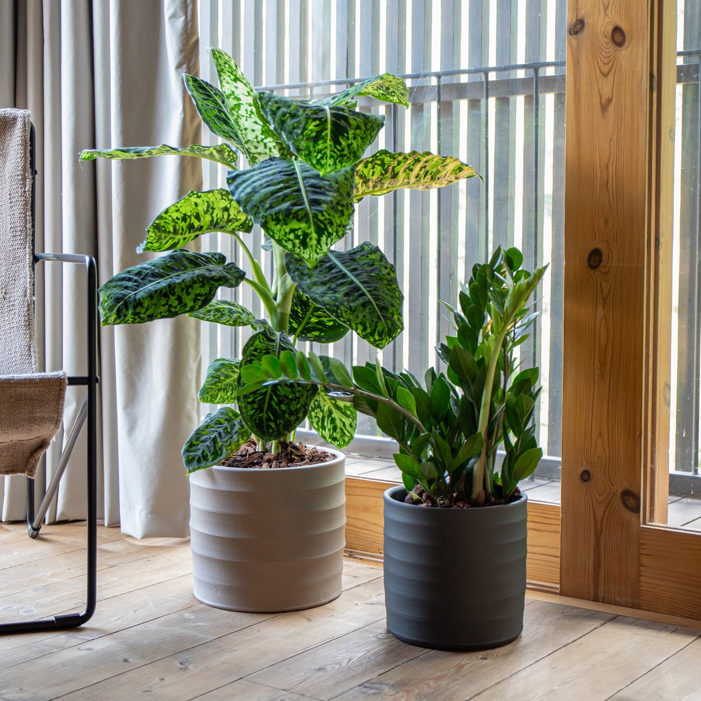 plantas de interior em ambiente moderno e luxuoso em frente de uma porta vidrada de madeira dieffenbachia reflector com folhas manchadas em verde luminoso e zamoculcas zamiifolia ambas em vaso decorativo artevasi chloe horizontal