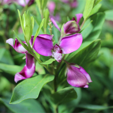 Polygala | Arbusto Borboleta