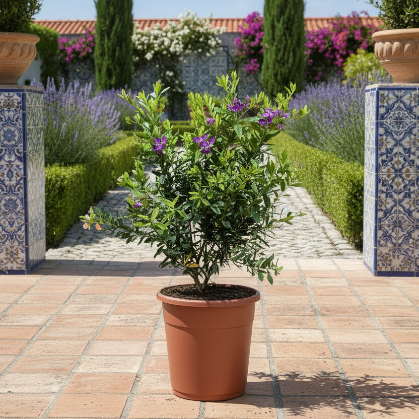 Polygala | Butterfly Bush