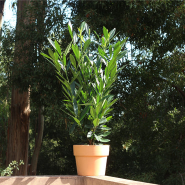 Prunus Laurocerasus Renault Ace em vaso, ideal para sebes densas e decorativas, com folhagem verde-escura.