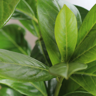 Prunus Laurocerasus Rotundifolia