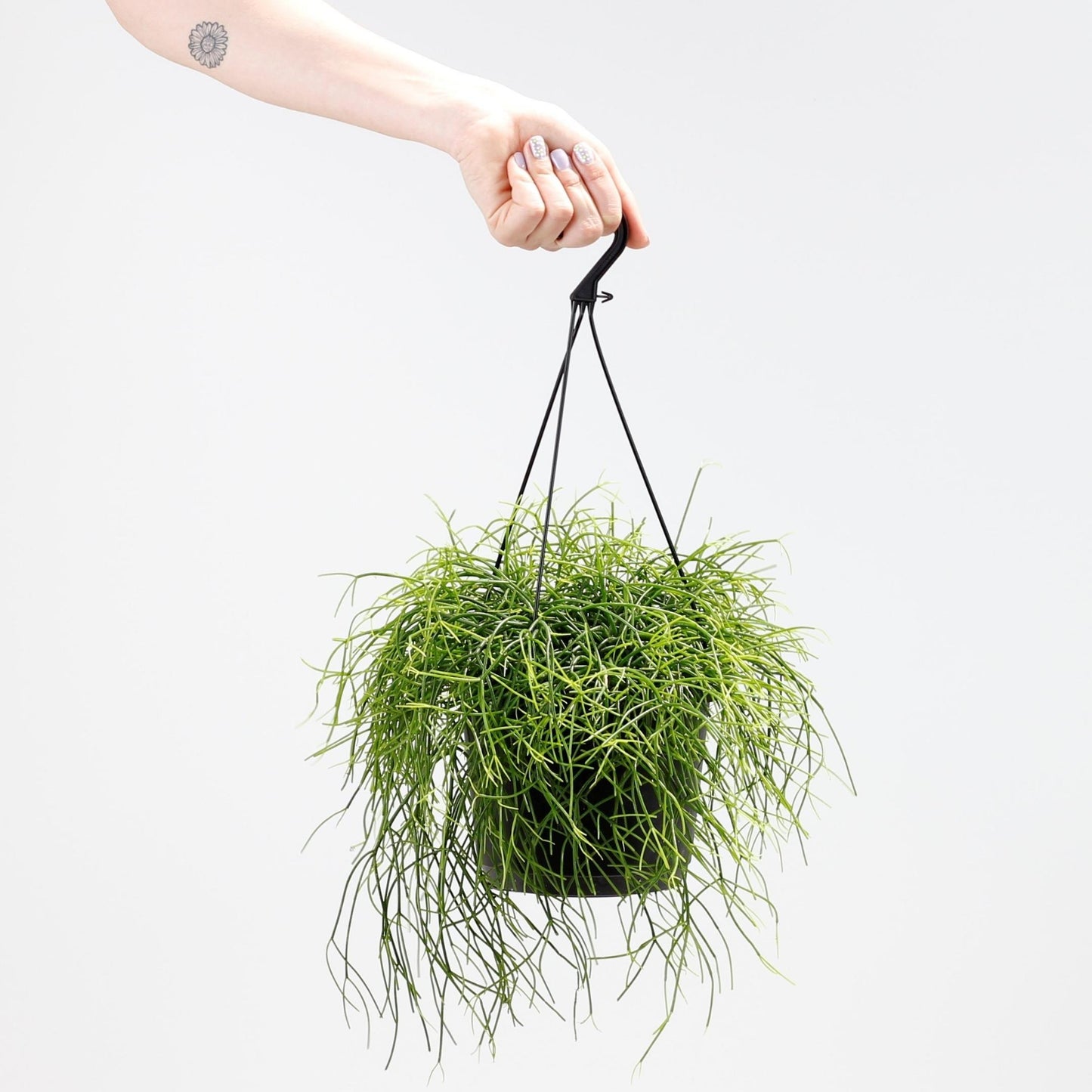 planta de interior cato resistente de suspensão rhipsalis baccifera oasis com folhagem fina verde sem espinhos em vaso de supensão suportado por mão