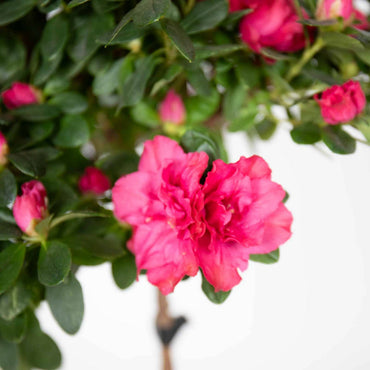 detalhe das flores planta de exterior com flor resistente para jardim varanda azálea rosa rhododendron simsii com formato de arbusto e com abundantes flores rosa