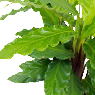 detalhe da folhagem da planta de interior calathea rufibarba grande com folhas em forma de lança de cor verde brilhante segura para animais
