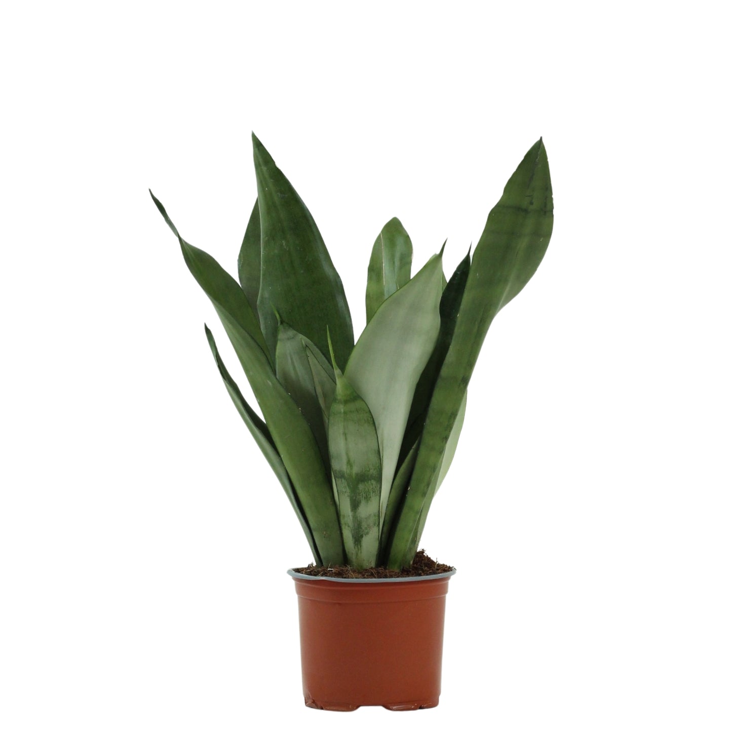 Sansevieria Moonshine