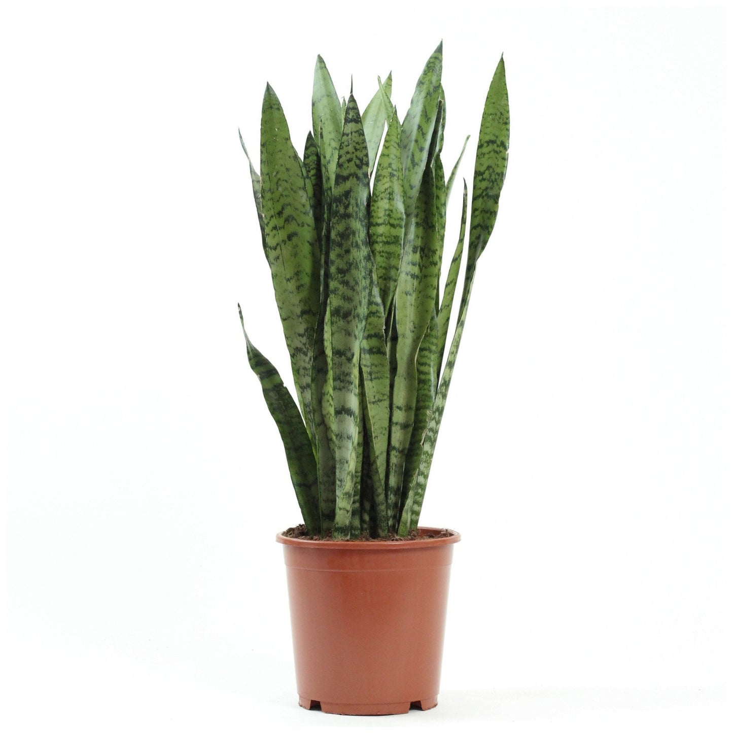 Sansevieria Zeylanica