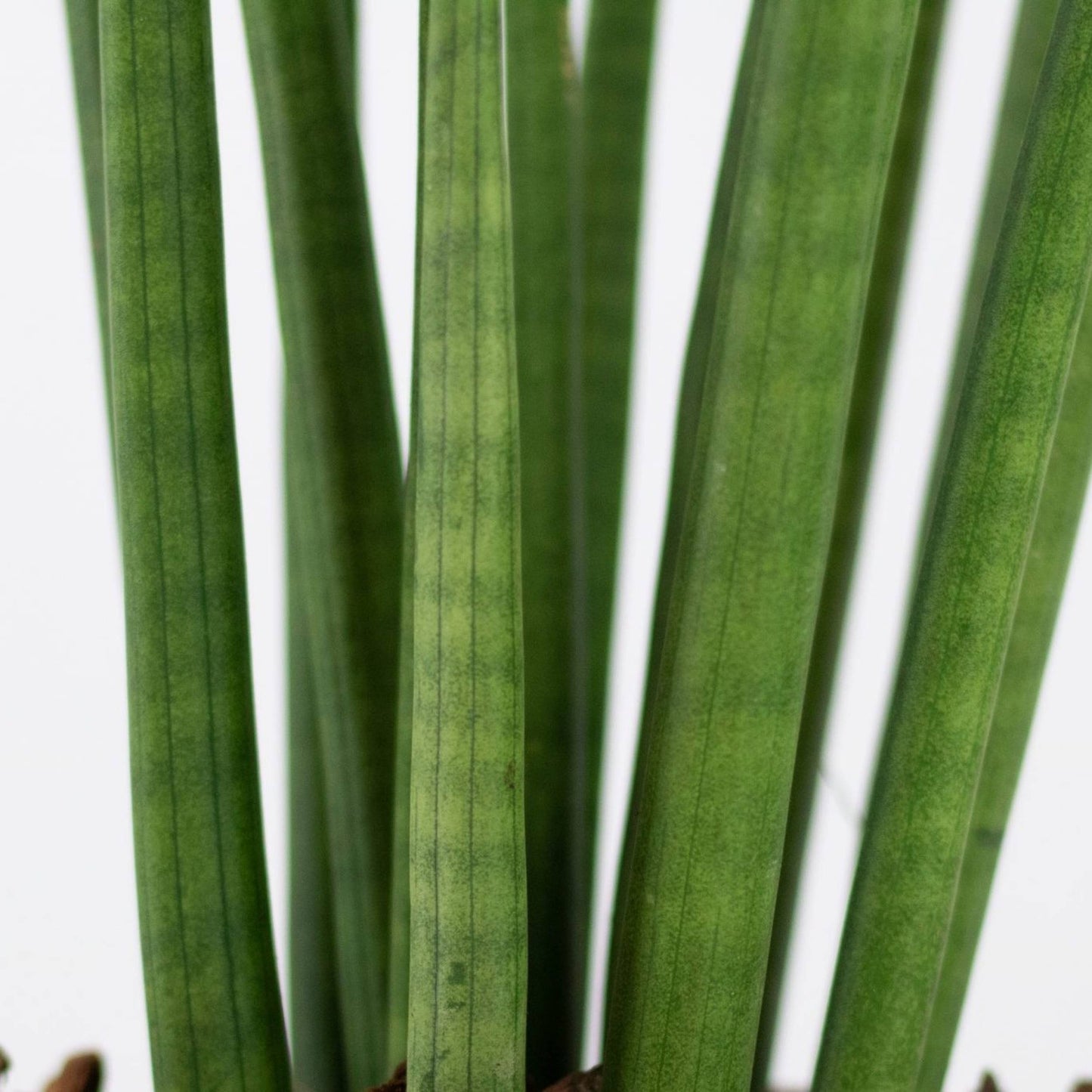 datalhes das folhas da planta de interior sansevieria cylindrica lança de são jorge planta com folhas alargadas em forma de lança afiada em tons verdes