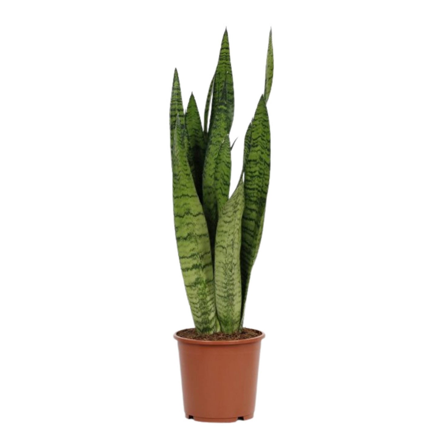 planta de interior sansevieria zeylanica ou espada de santa bárbara em vaso de produção