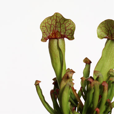 Sarracenia
