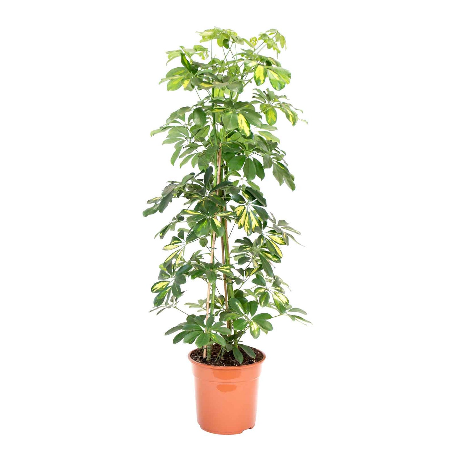 planta de interior e exterior resistente para jardins ou varandas schefflera arboricola ou planta guarda chuva com troncos entrelaçados folhas verdes com variegação amarela em vaso de plástico planta com três pés