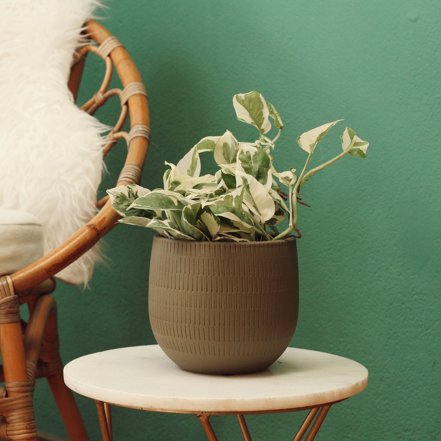 Scindapsus N'Joy plant in a decorative pot on a table with a green background.