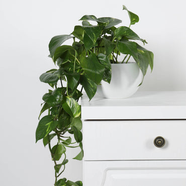planta de interior trepadeira ou de suspensão scindapsus aureum jibóia ou pothos com folhas verde e manchas creme em vaso branco em cima de móvel clássico branco