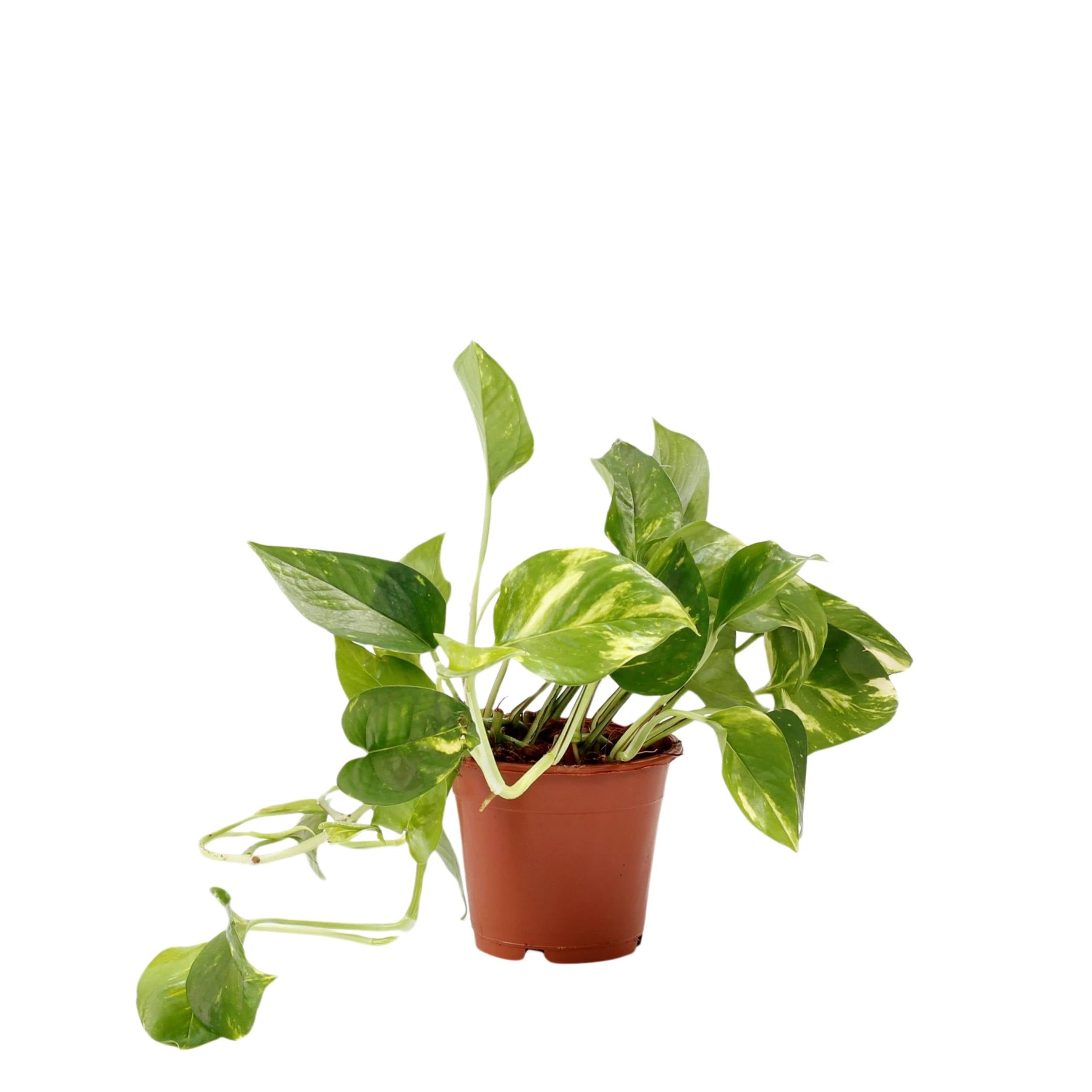 planta de interior trepadeira ou de suspensão scindapsus aureum jibóia ou pothos com folhas verde e manchas creme em vaso de plástico fácil de cuidar resistente
