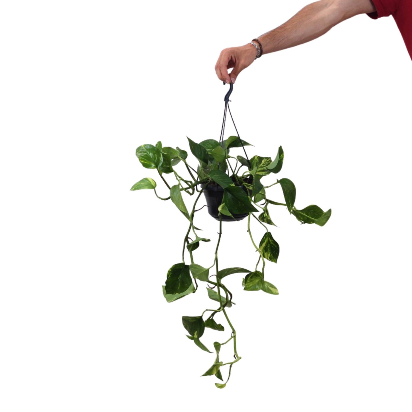 planta de interior trepadeira ou de suspensão scindapsus aureum jibóia ou pothos com folhas verde e manchas creme fácil de cuidar resistente em vaso de suspensão