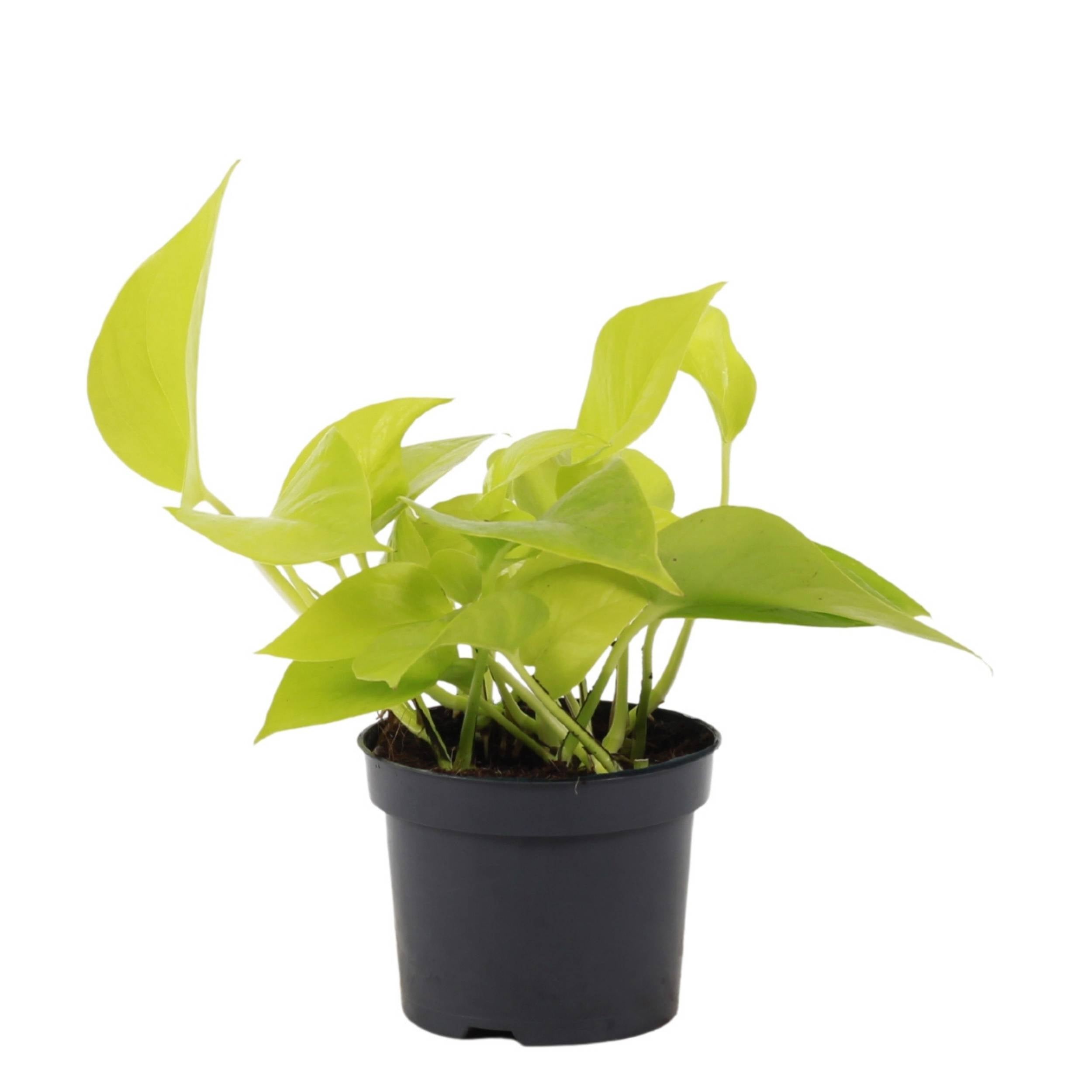 scindapsus golden pothos Scindapsus Golden Pothos