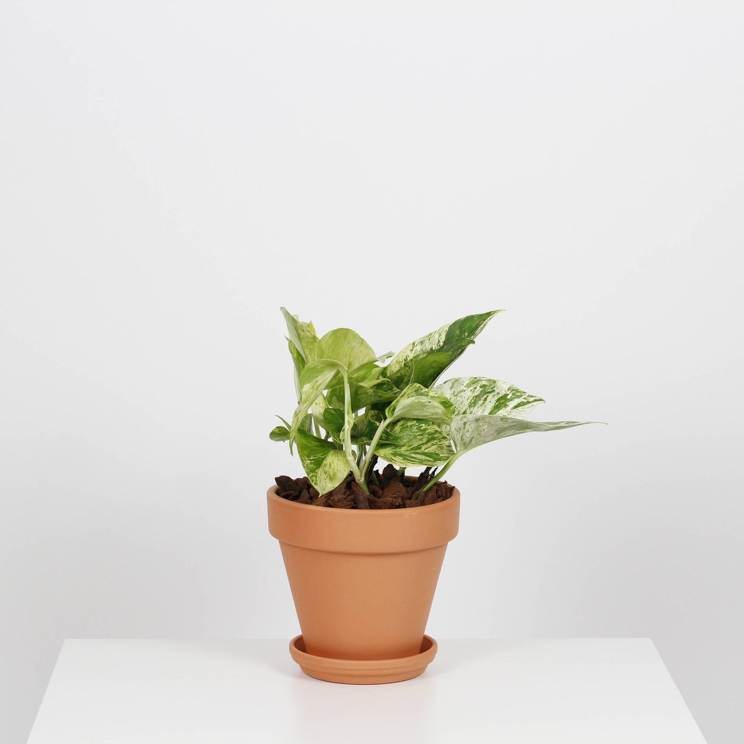 planta de interior de suspensão scindapsus marble queen pothos com folhas variegadas em tons verdes e pastel em vaso de barro