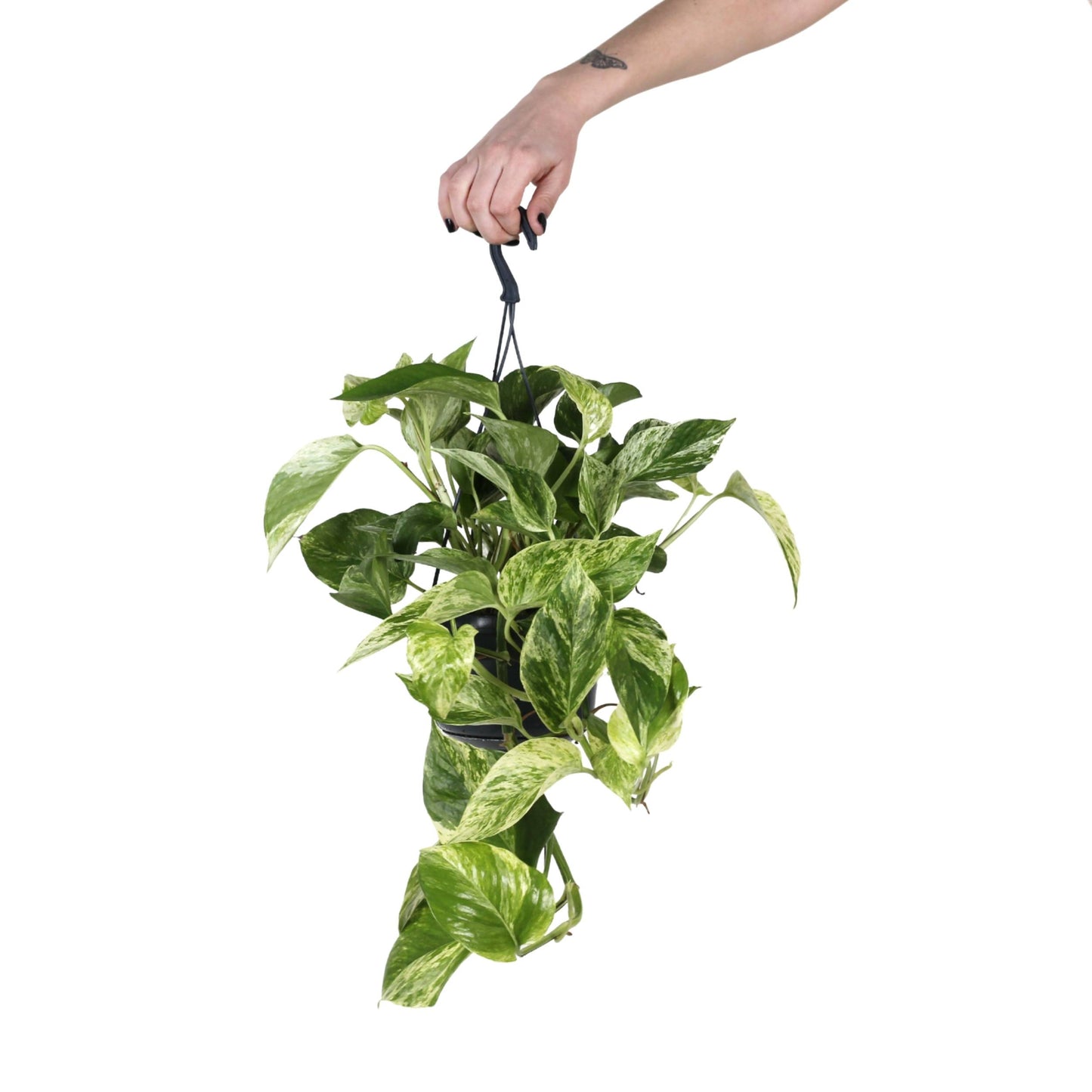 planta de interior de suspensão scindapsus marble queen pothos com folhas variegadas em tons verdes e pastel em vaso de suspensão suportado por uma mão