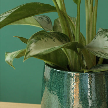 Aglaonema Silver Bay