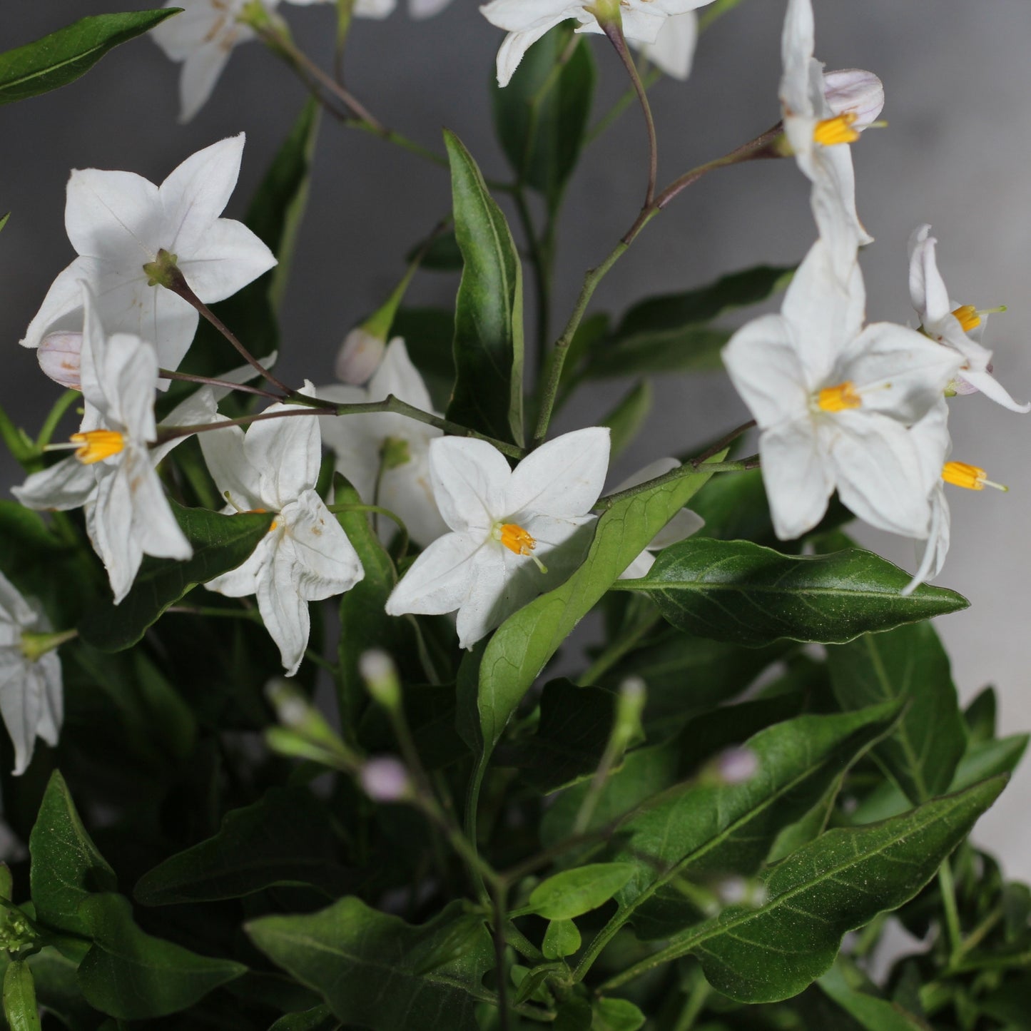 Solanum Jasminoides