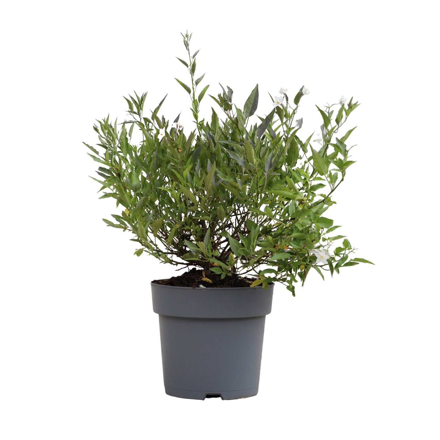 Solanum Jasminoides