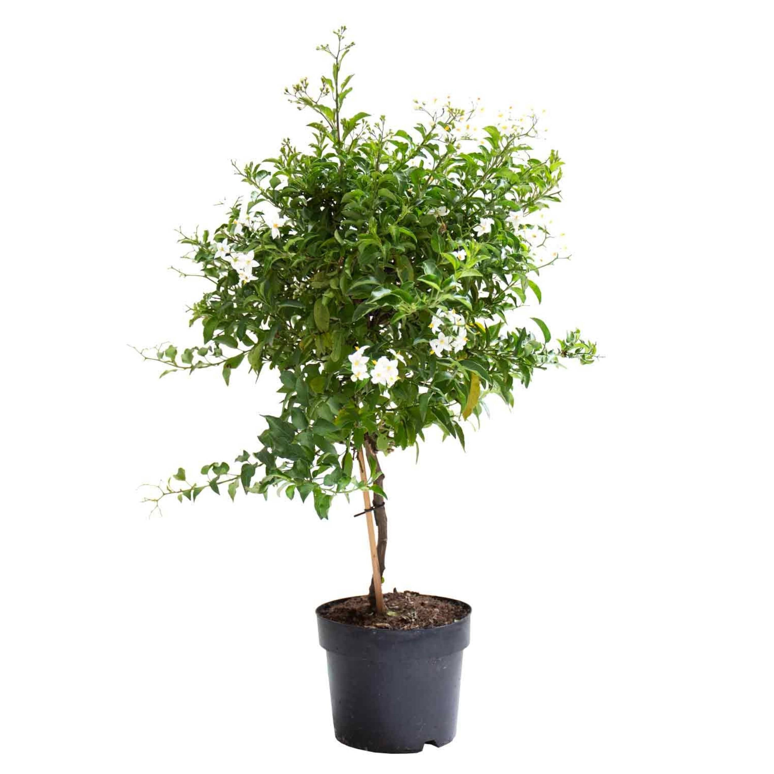 planta de exterior para jardins e varandas resistente fácil de cuidar solanum jasminoides ou falso jasmim com pequenas folhas verdes e floração branca em vaso de plástico