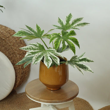 Fatsia Japonica Spider's Web