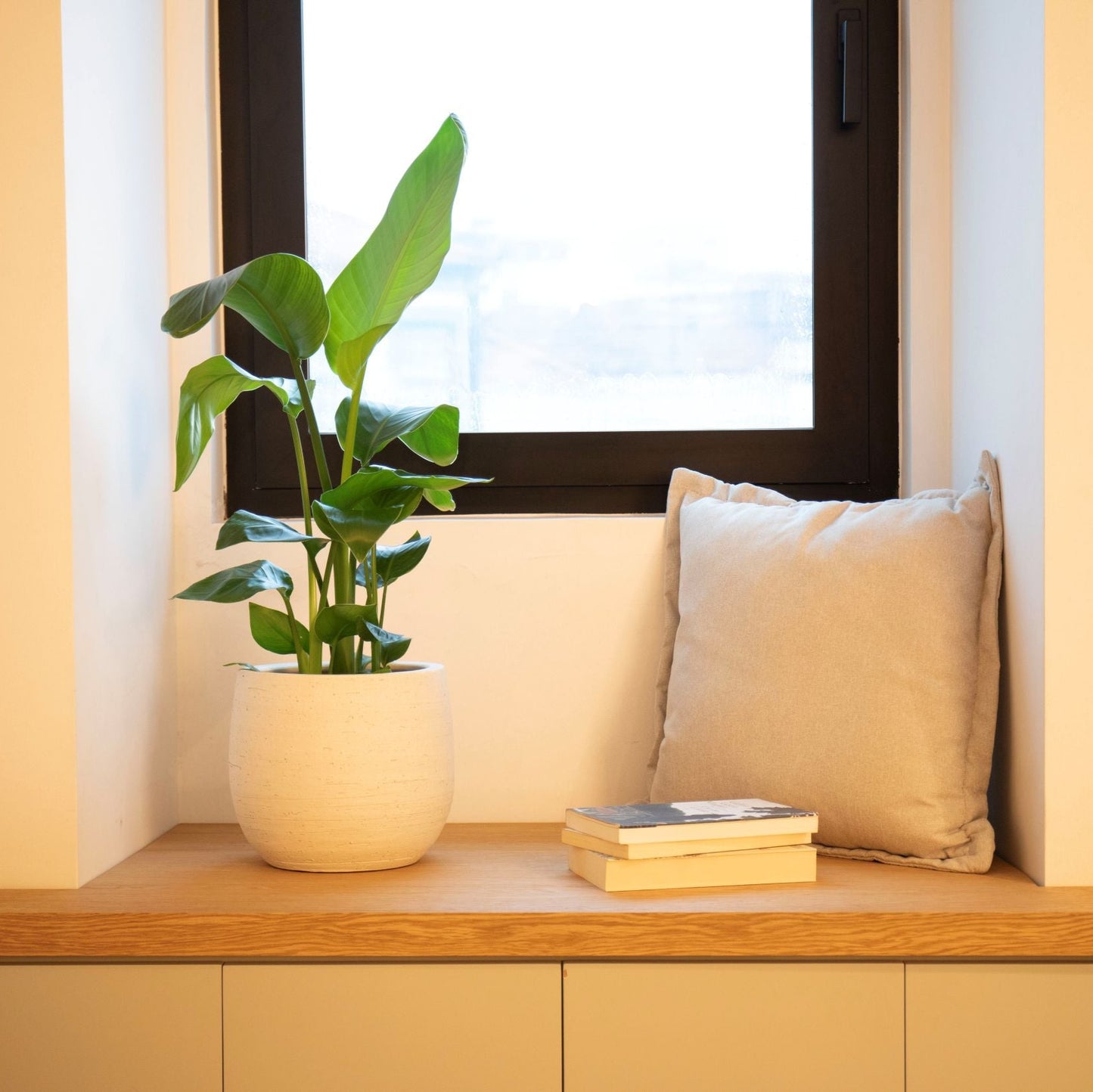 Strelitzia Nicolai | White Bird of Paradise