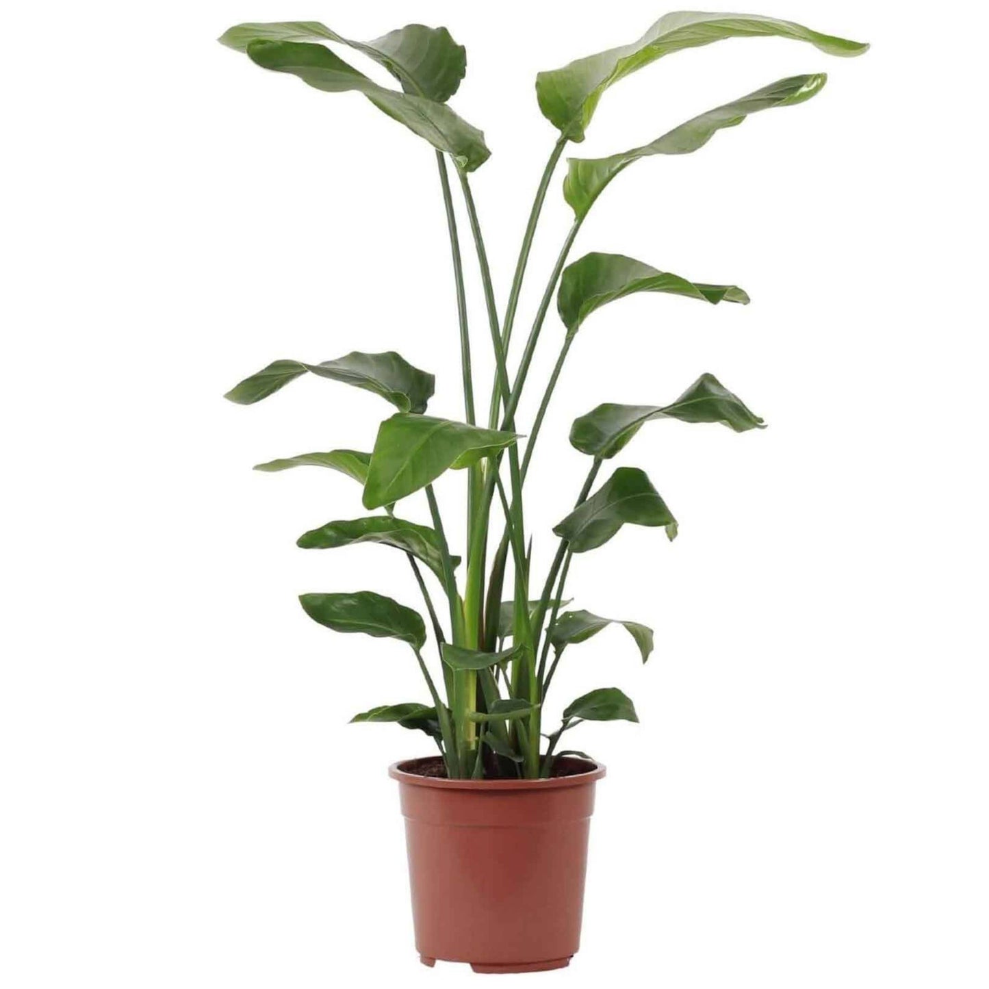 planta de interior best seller resistente fácil de cuidar estrelícia gigante strelitzia nicolai alta de longos aules verde e grande folhas verdes em vaso de plástico