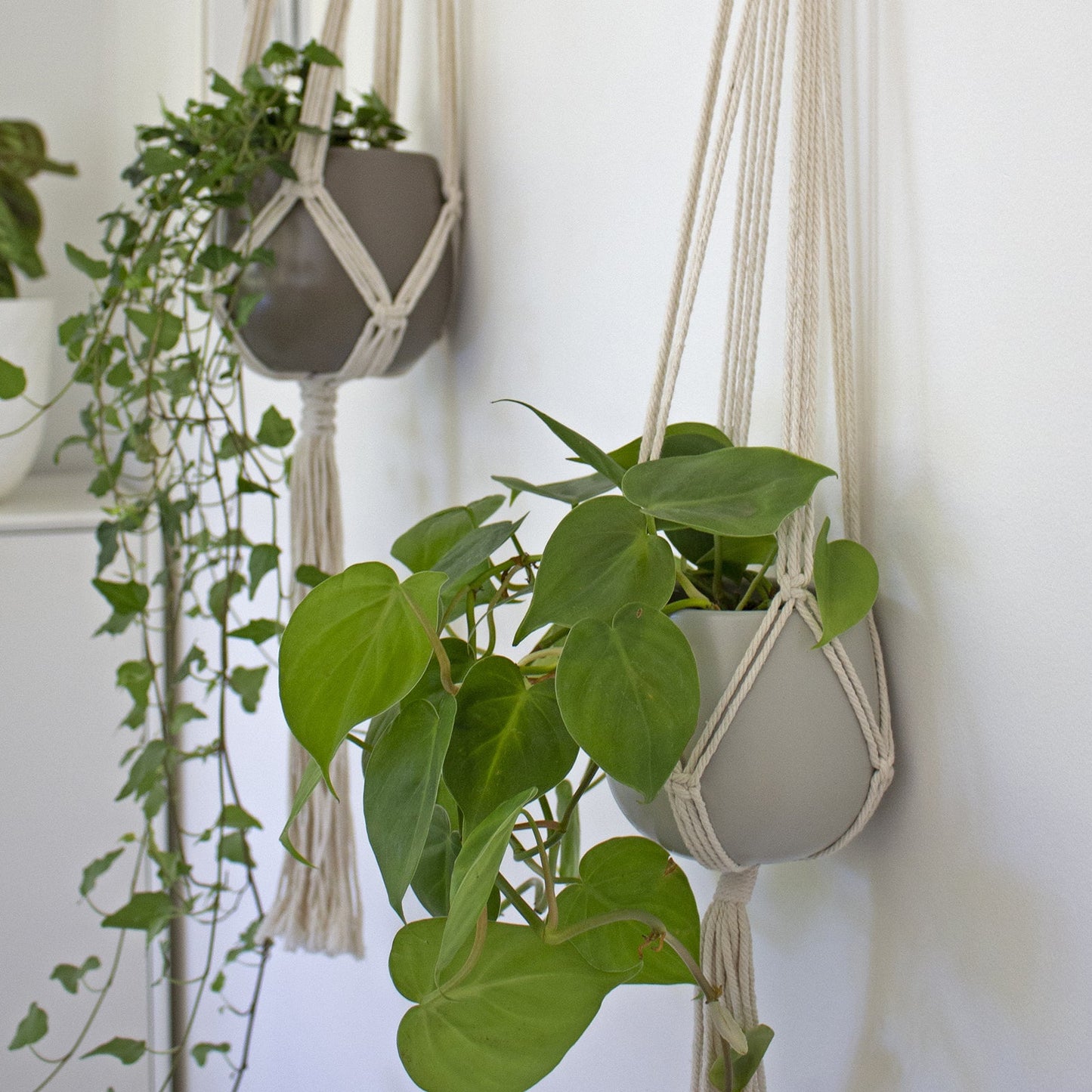 suportes macramé de parede branco com planta hera e com planta philodendron scandens