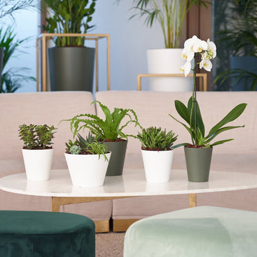 vaso porto taça porto vaso porto orquídea gama completa com suculentas e orquídea