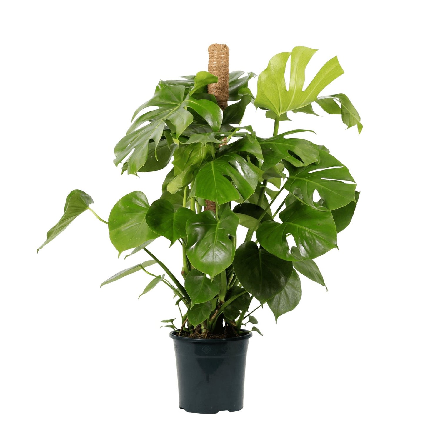 Tutor de Fibra de Coco