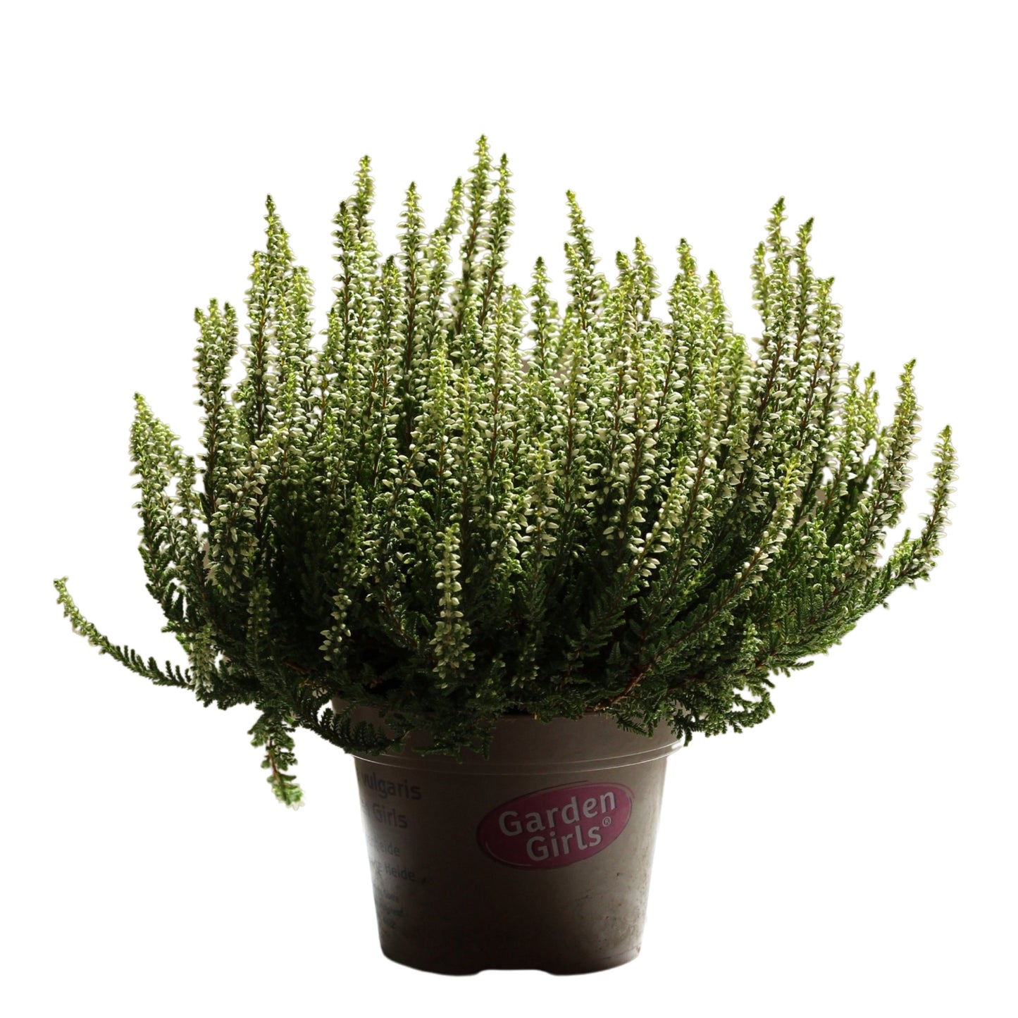 Urze planta de exterior resistente em vaso, ideal para jardins e fácil de cuidar, com flores brancas e folhagem verde.