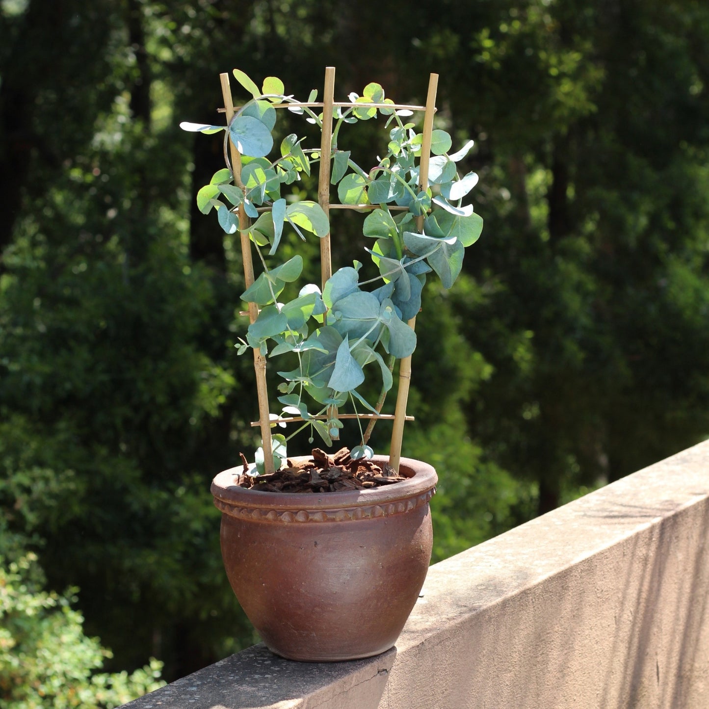 Vaso Dark Clay com planta de eucalipto em varanda exterior, integrando-se ao ambiente natural graças ao seu aspeto terroso e intemporal