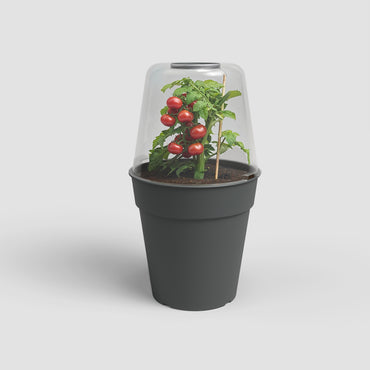 Tampa | Vaso Madagascar