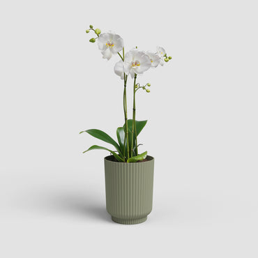 Vaso Miami Wavy | Orquídea