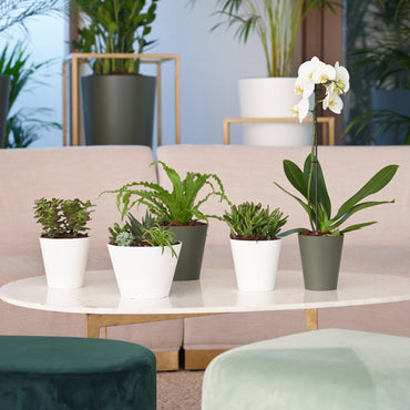 vaso porto orquídea verde seco e vasos porto artevasi com orquídea e suculentas