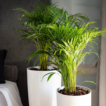 vaso de plástico alto santorini branco artevasi com arecas em quarto