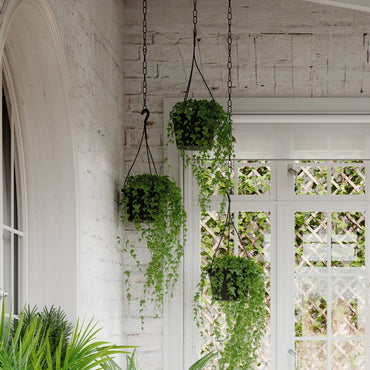 Vaso Madagascar | Suspensão