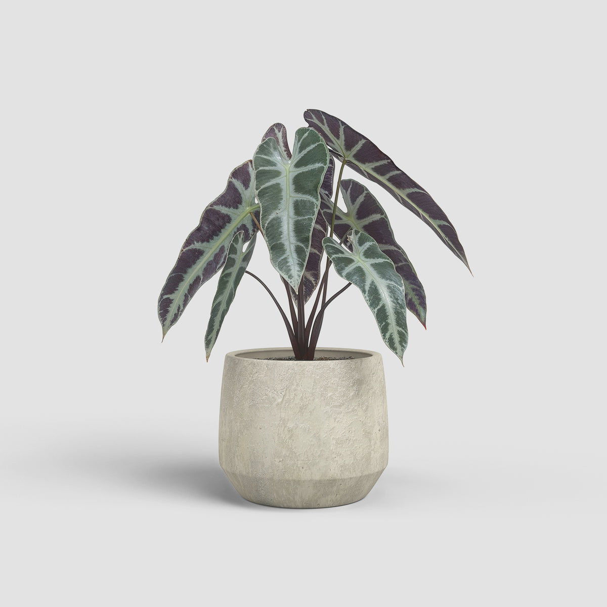 Vaso Venus