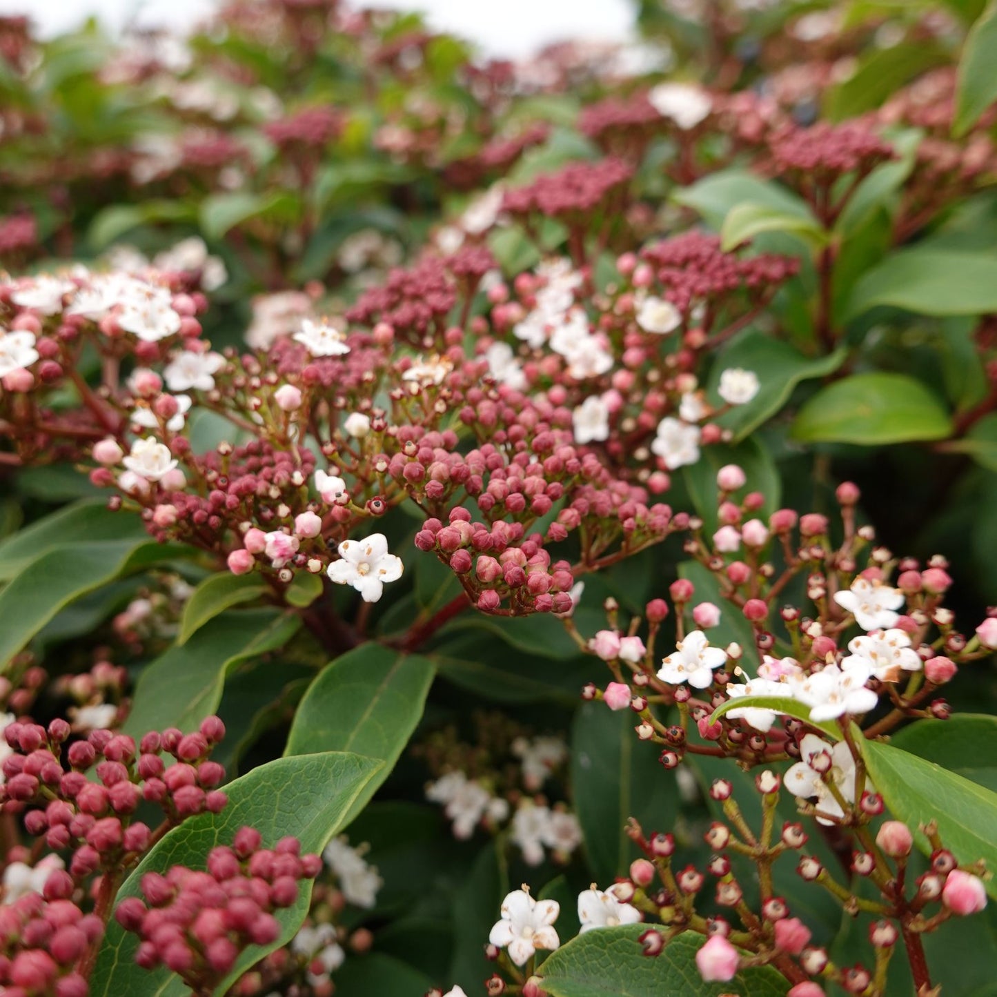 Inflorescências do Viburnum tinus em plena floração, com pequenas flores brancas e botões rosados sobre fundo verde, destacando-se como um arbusto de inverno cheio de vida e interesse ornamental.