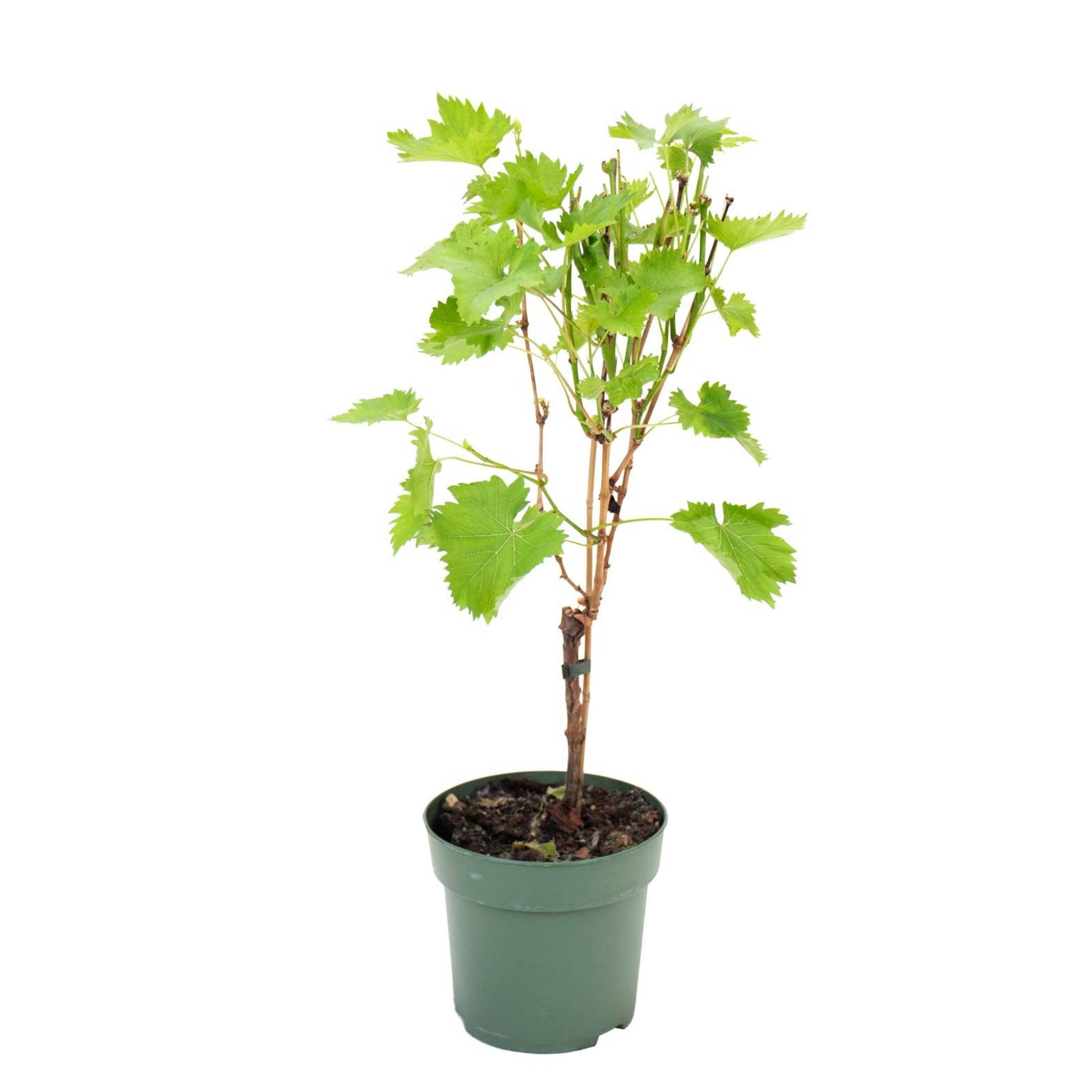 planta de exterior árvore de fruto videira branca vitis vinifera branca em vaso de plástico