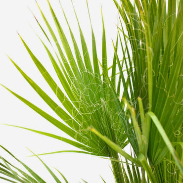 detalhe das folhas planta de exterior palmeira árvore jardim varanda palmeira mexicana washingtonia robusta resistente fácil de cuidar com folhas em forma de leque em verde claro com fios como cabelos