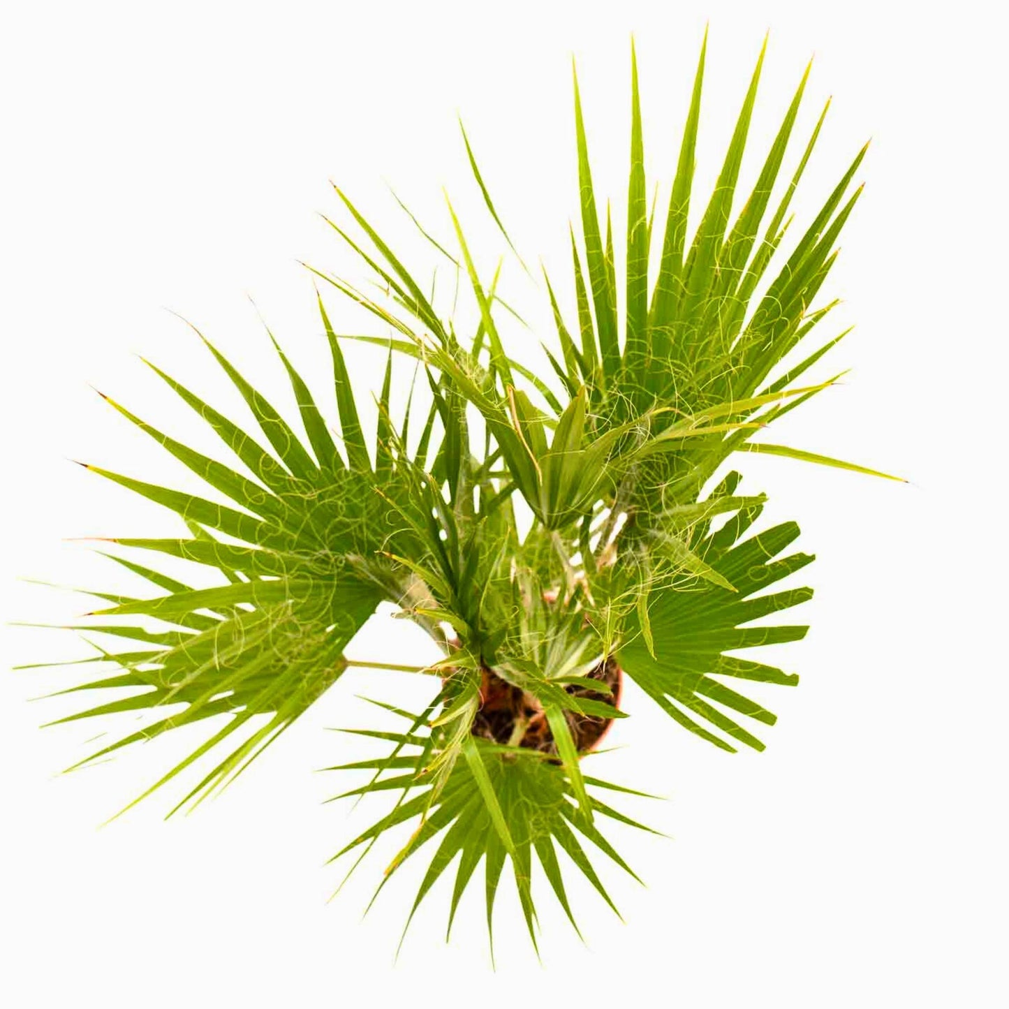 vista superior da planta de exterior palmeira árvore jardim varanda palmeira mexicana washingtonia robusta resistente fácil de cuidar com folhas em forma de leque em verde claro em vaso de plástico